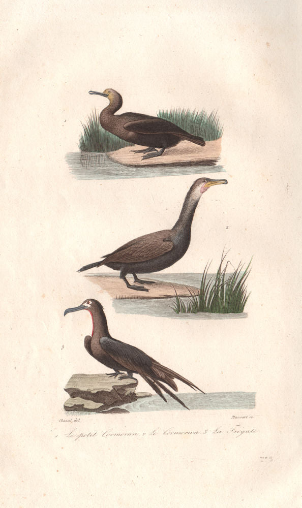 SULIFORMES. Petit Cormoran (Cormorant); Frégate (Frigatebird). BUFFON 1837
